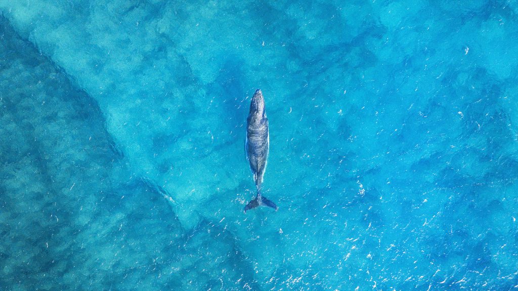 Questa immagine ha l'attributo alt vuoto; il nome del file è balena-1024x576.jpg